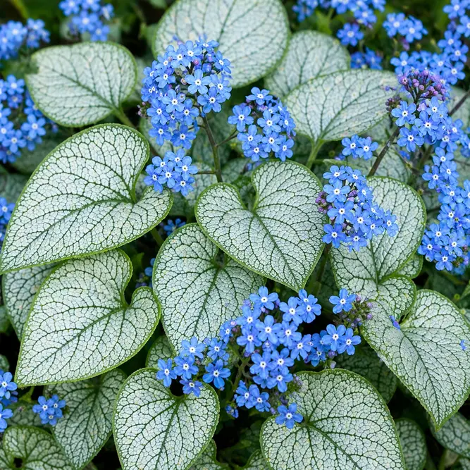 Brunnera macrophylla 'Silver Heart' (Pot Size 2L) Siberian Bugloss