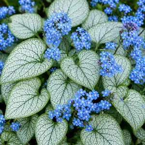 Brunnera macrophylla 'Silver Heart' (Pot Size 2L) Siberian Bugloss