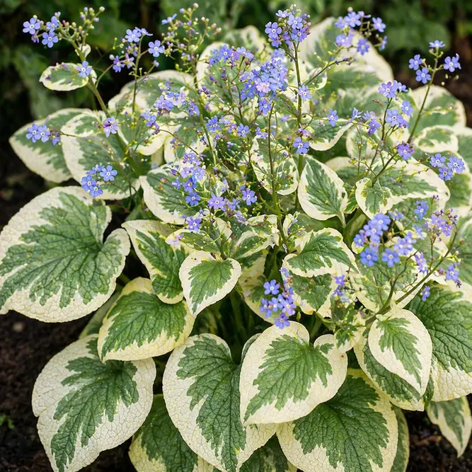 Brunnera macrophylla ‘Variegata’ (Pot Size 2L) Variegated Siberian Bugloss