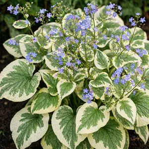 Brunnera macrophylla ‘Variegata’ - Variegated Siberian Bugloss