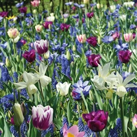Bulb Combinations