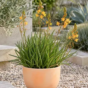 Bulbine frutescens 'Medicus'