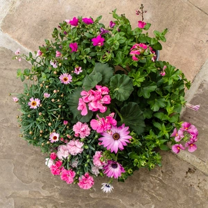 Bundle - Pretty in Pink Summer Bedding 10-Plant Collection - image 1