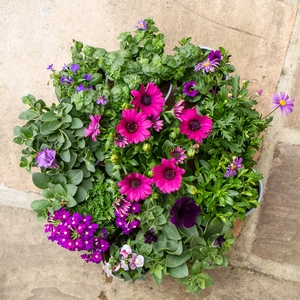 Bundle - Royal Purple Summer Bedding 10-Plant Collection