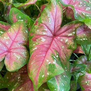 Caladium bicolor 'Red Flash' (Pot Size 12cm)  - image 1