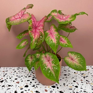 Caladium bicolor 'Red Flash' (Pot Size 12cm)  - image 2