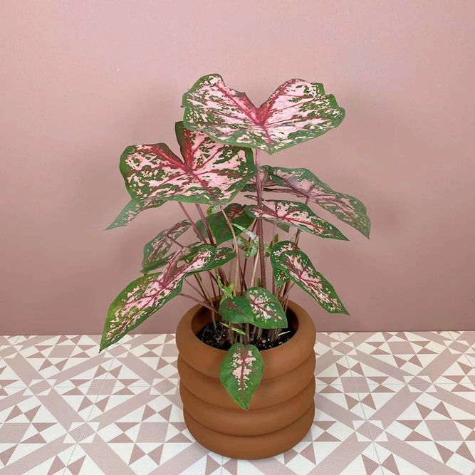 Caladium 'Carolyn Whorton' (Pot Size 14cm) Angel Wings - image 1