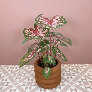 Caladium 'Carolyn Whorton' (Pot Size 14cm) Angel Wings - image 1