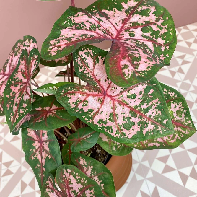 Caladium 'Carolyn Whorton' (Pot Size 14cm) Angel Wings - image 2