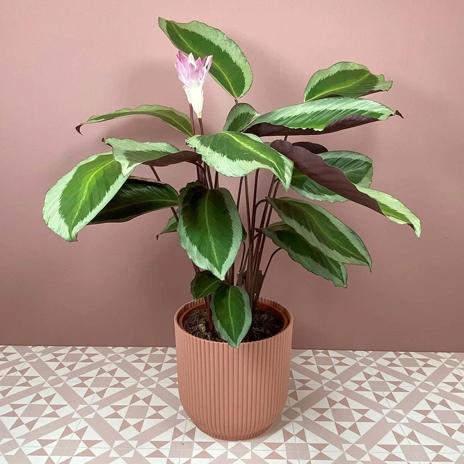 Calathea Bicajoux Gecko (Pot Size 21cm) - image 1