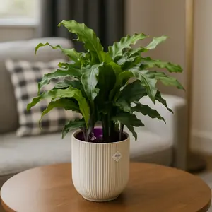 Calathea 'Blue Grass' (Pot Size 12cm) Prayer Plant - image 1
