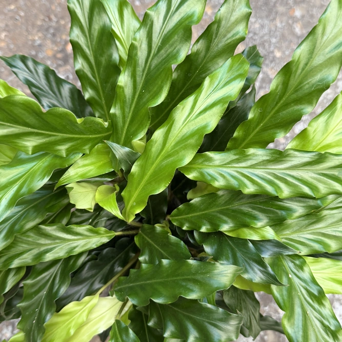 Calathea 'Blue Grass' (Pot Size 12cm) Prayer Plant - image 2