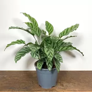 Calathea concinna 'Freddie' (Pot Size 12cm) - image 2