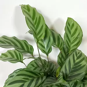 Calathea concinna 'Freddie' (Pot Size 12cm) - image 3