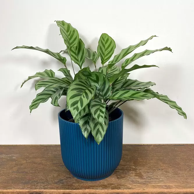 Calathea concinna 'Freddie' (Pot Size 12cm) - image 1