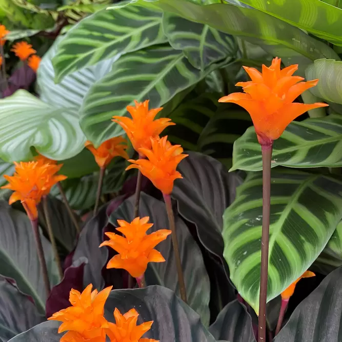 Calathea crocata (Pot Size 14cm)  Eternal flame - image 3