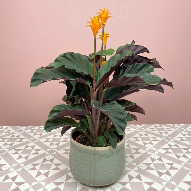 Calathea crocata (Pot Size 14cm)  Eternal flame - image 1