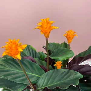 Calathea crocata (Pot Size 14cm)  Eternal flame - image 2