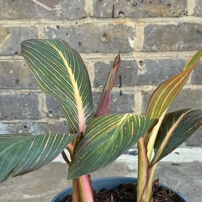 Calathea 'Durban' (Pot Size 17cm)