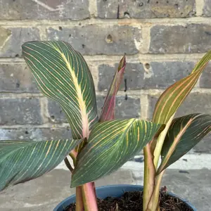 Calathea 'Durban' (Pot Size 17cm)