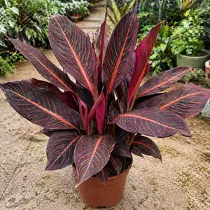 Calathea 'Durban' (Pot Size 17cm) - image 2