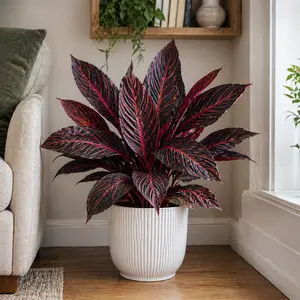 Calathea 'Durban' (Pot Size 17cm)