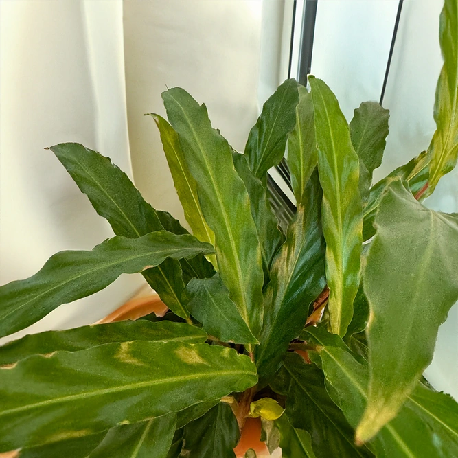 Calathea 'Elgergrass' (Pot Size 12cm) Prayer Plant - image 2