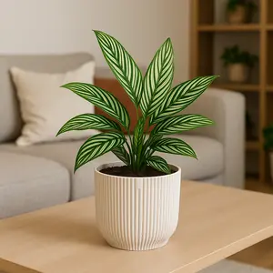 Calathea elliptica 'Vittata' (Pot Size 12cm) Calathea 'Vittata'