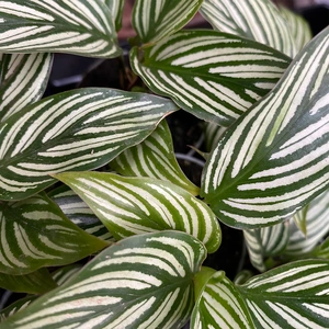 Calathea elliptica 'Vittata' (Pot Size 6cm) Calathea 'Vittata' - image 1