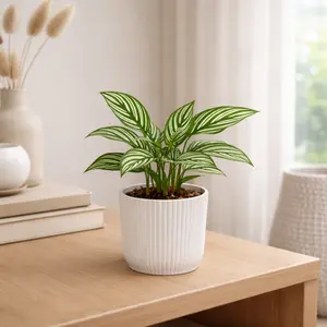 Calathea elliptica 'Vittata' (Pot Size 9cm) Calathea 'Vittata' - image 1