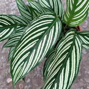 Calathea elliptica 'Vittata' (Pot Size 9cm) Calathea 'Vittata' - image 2