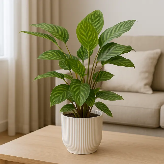 Calathea 'Flamestar' (Pot Size 19cm) Prayer Plant - image 1