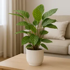 Calathea 'Flamestar' (Pot Size 19cm) Prayer Plant - image 1