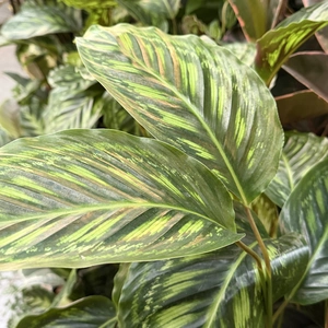 Calathea 'Flamestar' (Pot Size 19cm) Prayer Plant - image 2