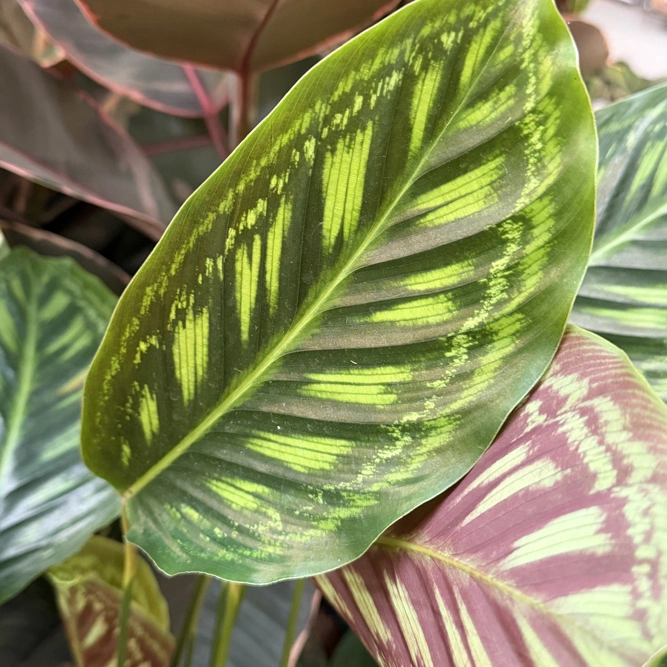 Calathea 'Flamestar' (Pot Size 19cm) Prayer Plant - image 4