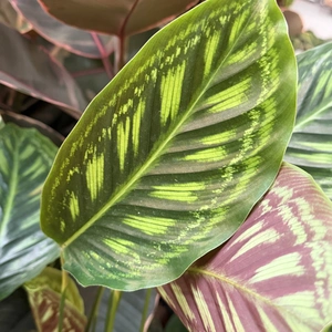 Calathea 'Flamestar' (Pot Size 19cm) Prayer Plant - image 4