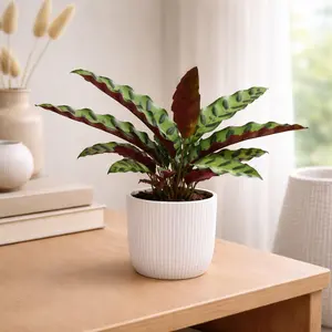 Calathea Insigne lancifolia (Pot Size 14cm) The Rattle Snake Plant