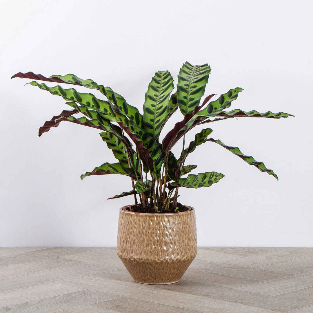 Calathea Insigne lancifolia (Pot Size 14cm) The Rattle Snake Plant