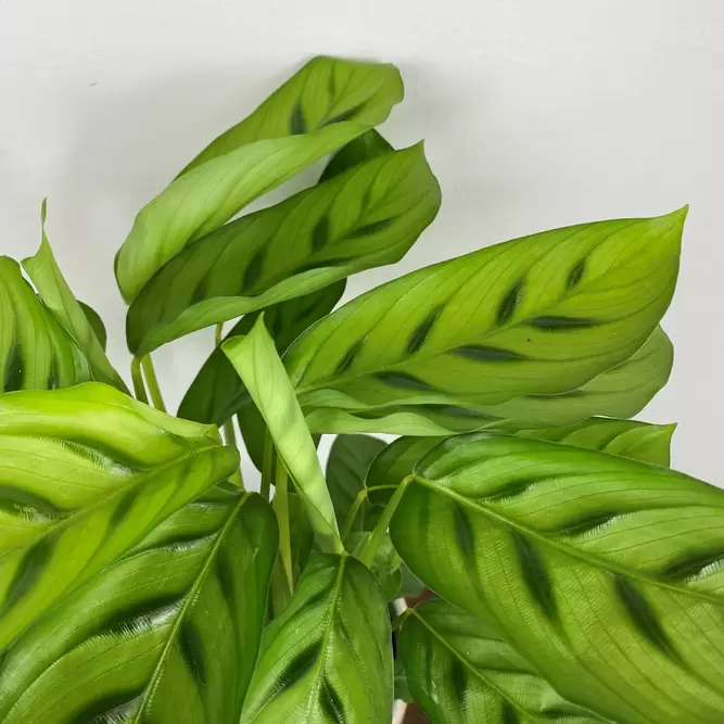 Calathea leopardina 12cm - image 2