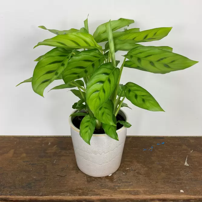 Calathea leopardina 12cm - image 1