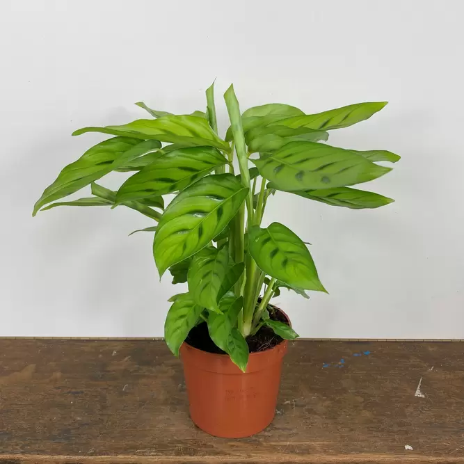 Calathea leopardina 12cm - image 3