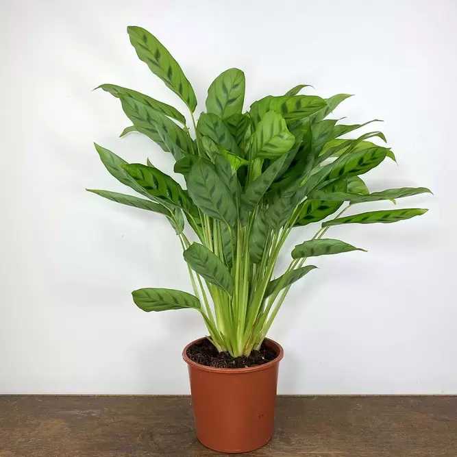 Calathea leopardina (Pot Size 17cm) Zebra Plant - image 3