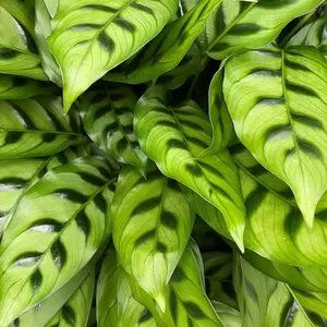 Calathea leopardina (Pot Size 17cm) Zebra Plant - image 1