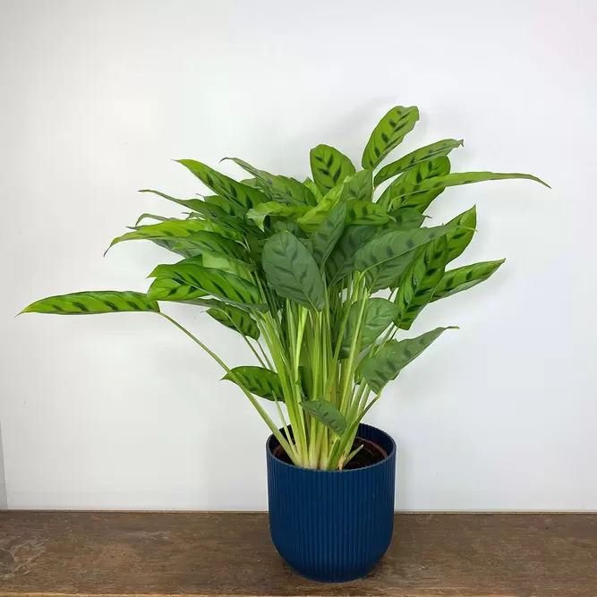 Calathea leopardina (Pot Size 17cm) Zebra Plant - image 2