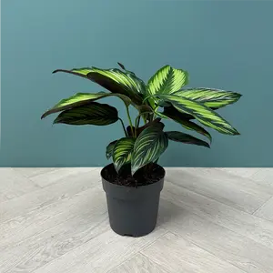 Calathea majestica (Pot Size 14cm) - image 4