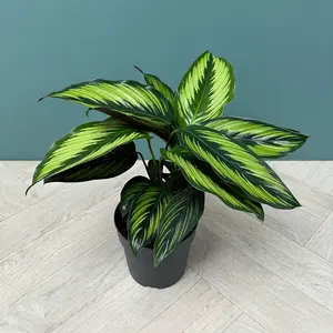 Calathea majestica (Pot Size 14cm) - image 3