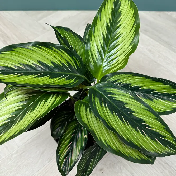 Calathea majestica (Pot Size 14cm) - image 5