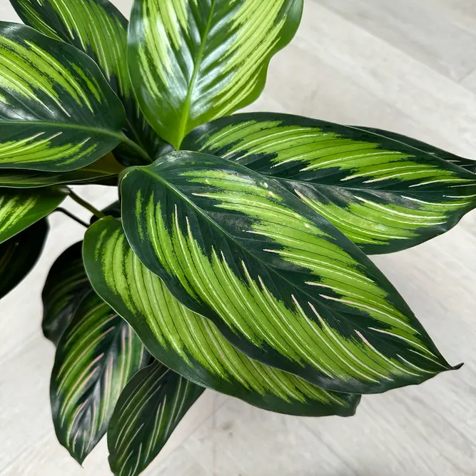 Calathea majestica (Pot Size 14cm) - image 2