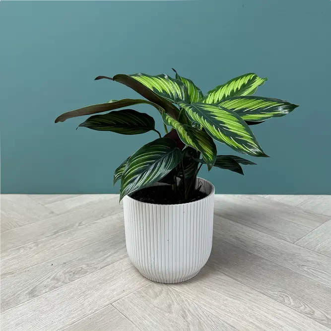 Calathea majestica (Pot Size 14cm) - image 6