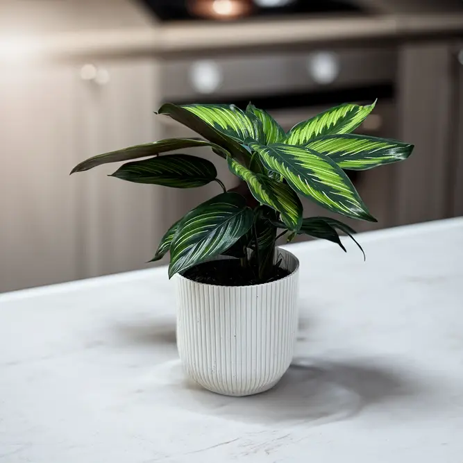 Calathea majestica (Pot Size 14cm) - image 1